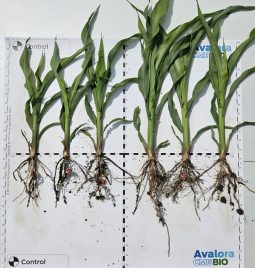 Avalora CMB BIO – Startna Energija za Uspešan Rast